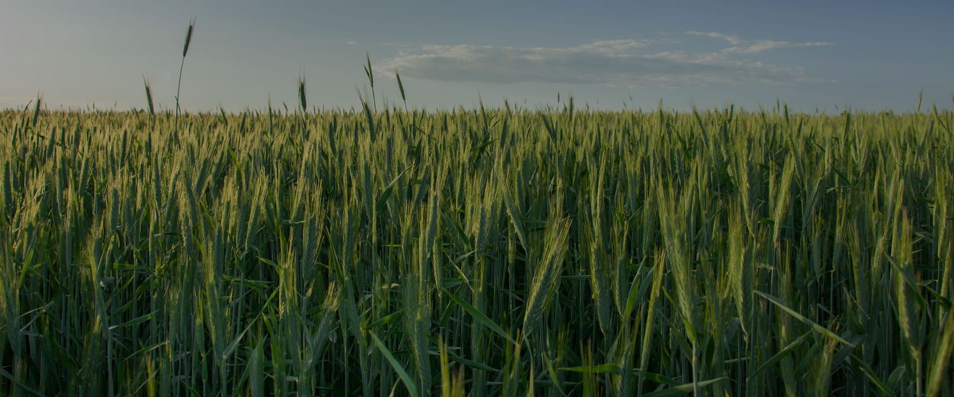 Lavoura de trigo cerrada ate o horizonte, vista da altura da espiga, sob ceu de fim de tarde