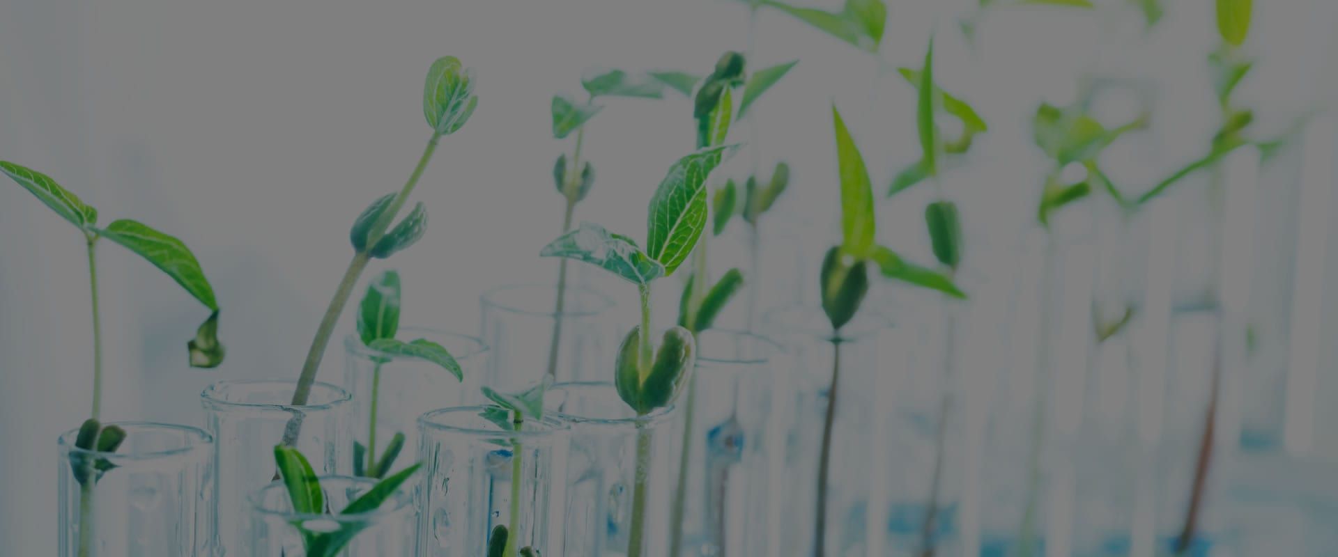 Fileira de mudas germinando em tubos de ensaio no laboratorio